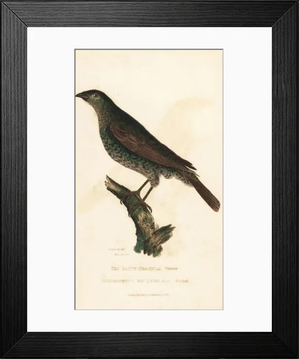 Framed Print : Satin bowerbird, Ptilonorhynchus violaceus Framed Print : Satin bowerbird, Ptilonorhynchus violaceus