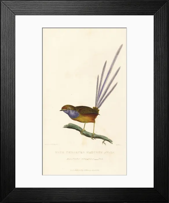 Framed Print : Southern emu-wren, Stipiturus malachurus Framed Print : Southern emu-wren, Stipiturus malachurus