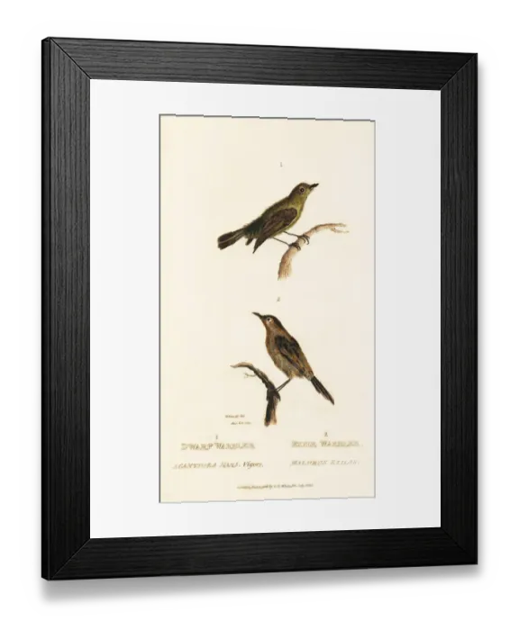 Framed Print : Yellow thornbill and golden-headed cisticola Framed Print : Yellow thornbill and golden-headed cisticola
