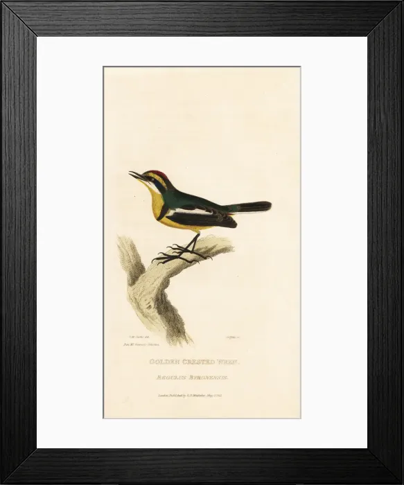 Framed Print : Many-colored rush-tyrant, Tachuris rubrigastra Framed Print : Many-colored rush-tyrant, Tachuris rubrigastra