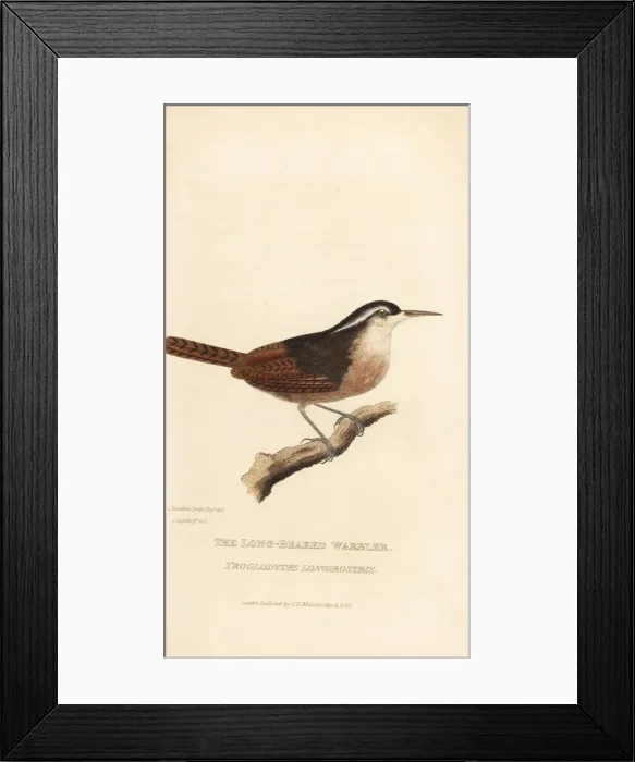 Framed Print : Long-billed wren, Cantorchilus longirostris Framed Print : Long-billed wren, Cantorchilus longirostris