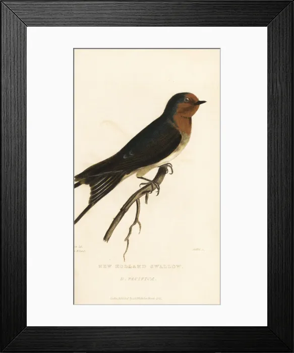 Framed Print : Pacific swift, Apus pacificus Framed Print : Pacific swift, Apus pacificus