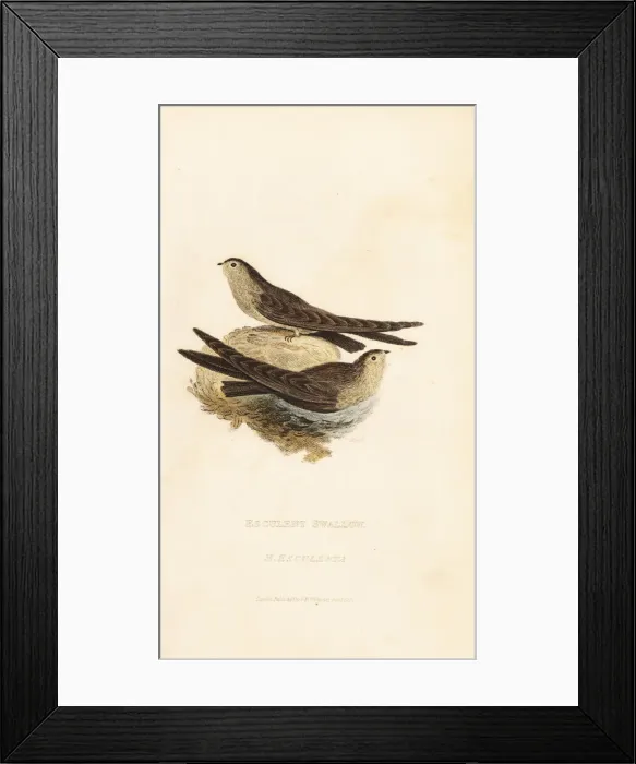 Framed Print : Glossy swiftlet, Collocalia esculenta Framed Print : Glossy swiftlet, Collocalia esculenta