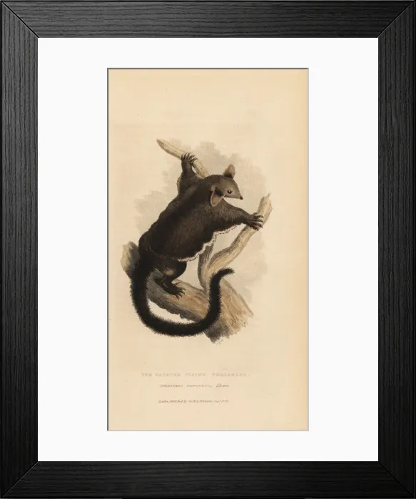 Framed Print : Yellow-bellied glider, Petaurus australis Framed Print : Yellow-bellied glider, Petaurus australis