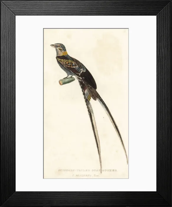 Framed Print : Scissor-tailed nightjar, Hydropsalis torquata Framed Print : Scissor-tailed nightjar, Hydropsalis torquata