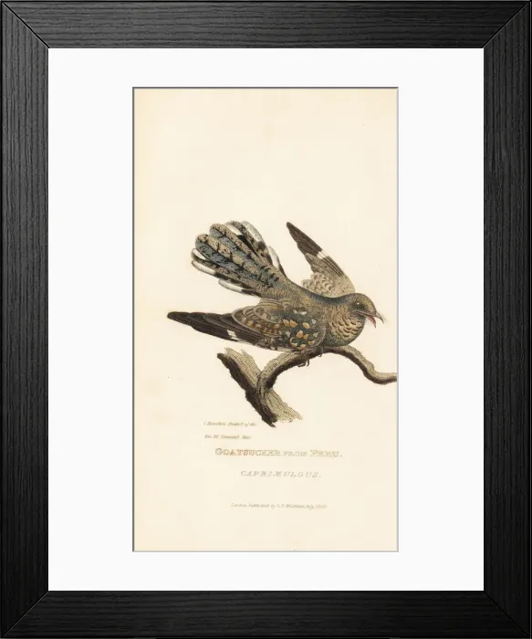 Framed Print : Goatsucker from Peru, Caprimulgus species Framed Print : Goatsucker from Peru, Caprimulgus species