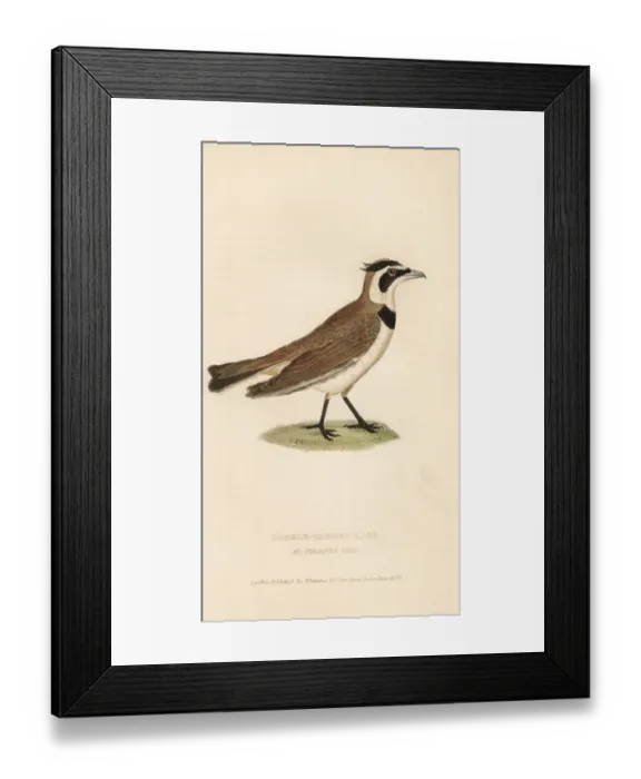 Framed Print : Temmincks lark, Eremophila bilopha Framed Print : Temmincks lark, Eremophila bilopha