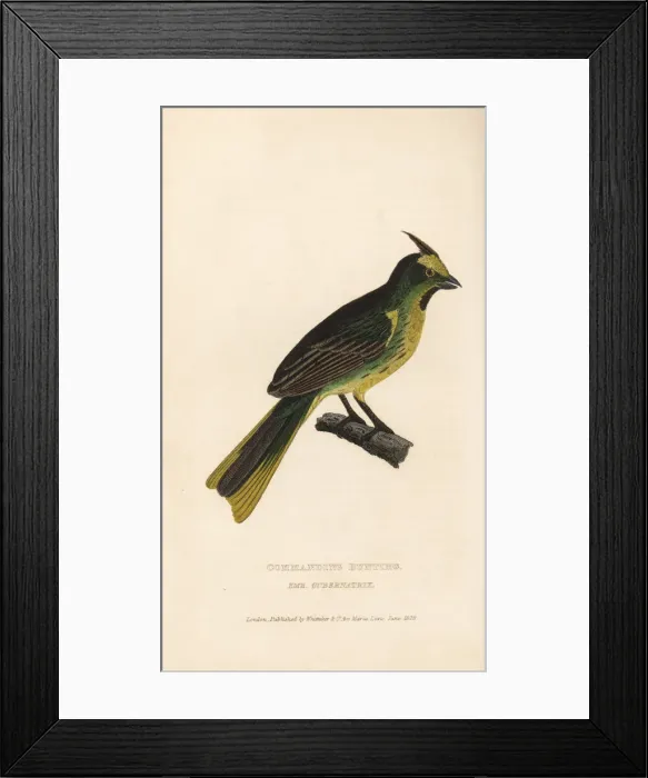 Framed Print : Yellow cardinal, Gubernatrix cristata. Endangered Framed Print : Yellow cardinal, Gubernatrix cristata. Endangered