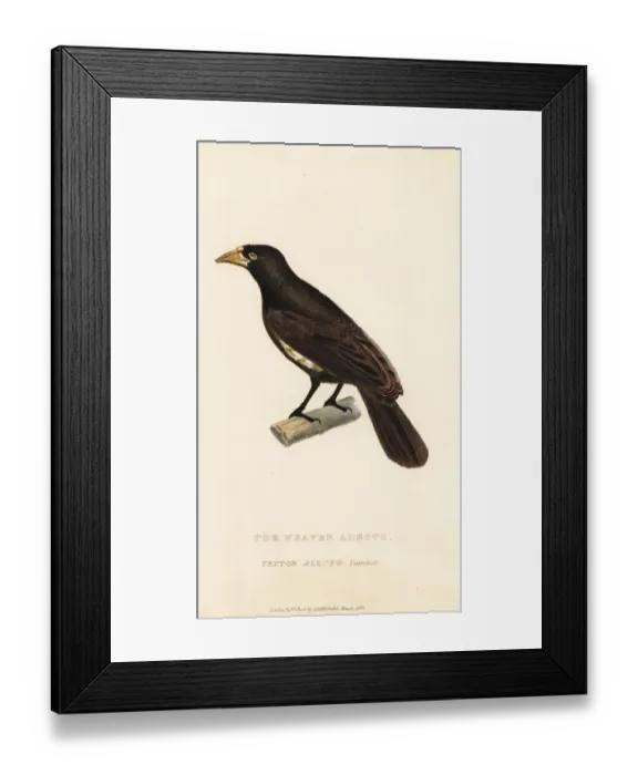 Framed Print : White-billed buffalo weaver, Bubalornis albirostris Framed Print : White-billed buffalo weaver, Bubalornis albirostris