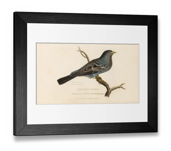 Framed Print : Field finch, Fringilla campestris of Prince Musignano? Framed Print : Field finch, Fringilla campestris of Prince Musignano?