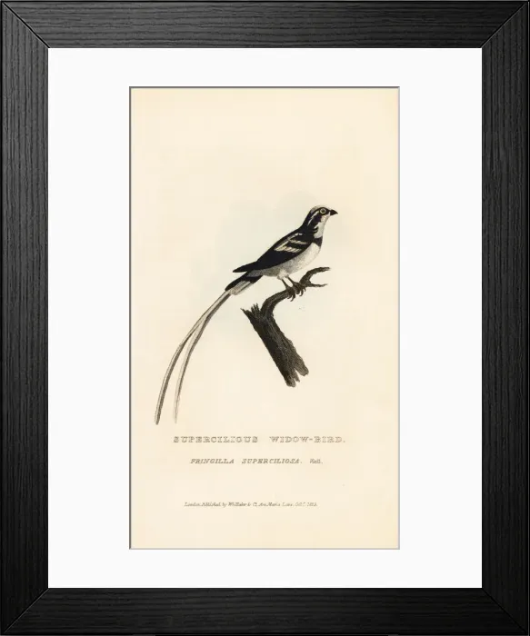 Framed Print : Pin-tailed whydah, Vidua macroura Framed Print : Pin-tailed whydah, Vidua macroura