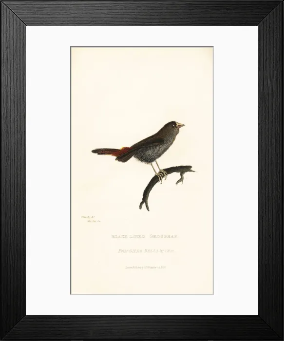 Framed Print : Beautiful firetail, Stagonopleura bella