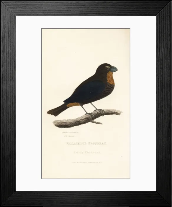 Framed Print : Greater Antillean bullfinch, Loxigilla violacea Framed Print : Greater Antillean bullfinch, Loxigilla violacea