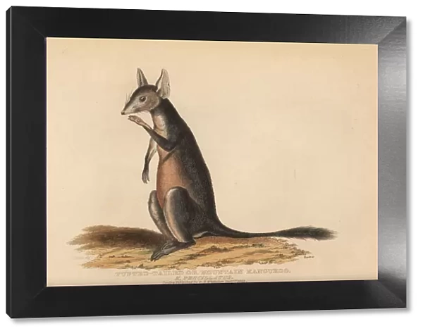 Long-nosed potoroo or kangaroo rat, Potorous tridactylus