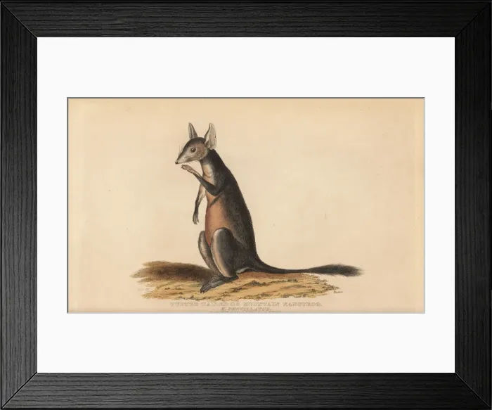 Framed Print : Long-nosed potoroo or kangaroo rat, Potorous tridactylus Framed Print : Long-nosed potoroo or kangaroo rat, Potorous tridactylus