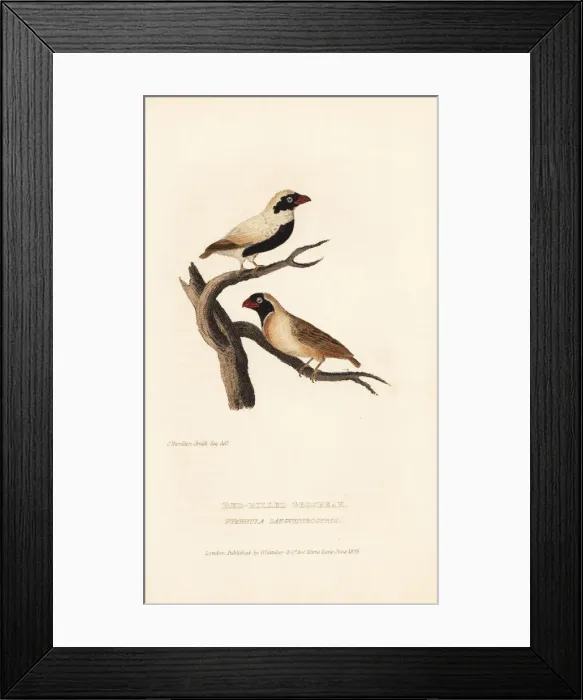 Framed Print : Red-billed quelea, Quelea quelea Framed Print : Red-billed quelea, Quelea quelea