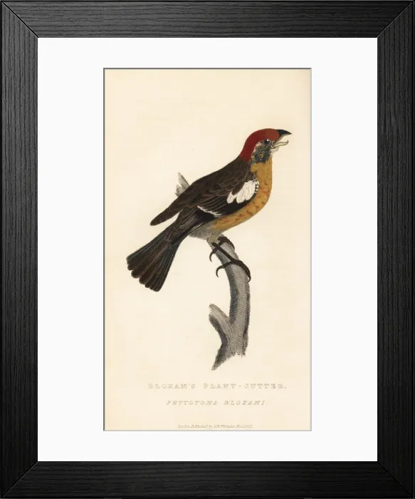 Framed Print : Rufous-tailed plantcutter, Phytotoma rara Framed Print : Rufous-tailed plantcutter, Phytotoma rara