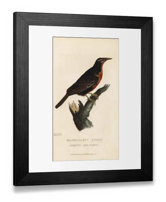Framed Print : Red-breasted blackbird, Sturnella militaris Framed Print : Red-breasted blackbird, Sturnella militaris