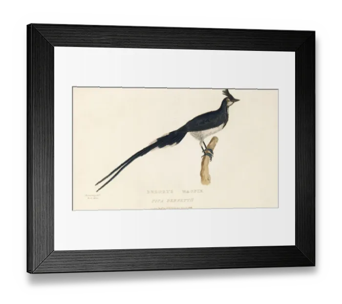 Framed Print : Black-throated magpie-jay, Calocitta colliei Framed Print : Black-throated magpie-jay, Calocitta colliei
