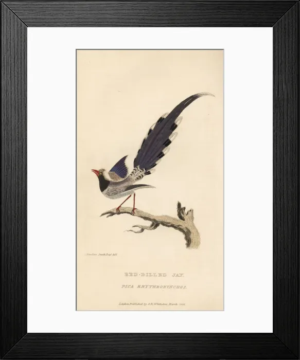 Framed Print : Red-billed blue magpie, Urocissa erythrorhyncha Framed Print : Red-billed blue magpie, Urocissa erythrorhyncha