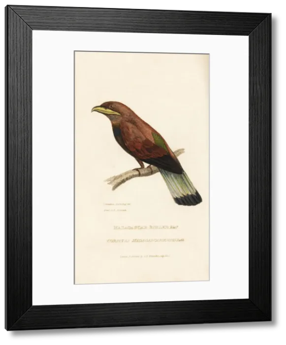 Framed Print : Cinnamon or broad-billed roller, Eurystomus Framed Print : Cinnamon or broad-billed roller, Eurystomus