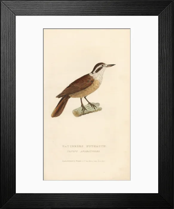 Framed Print : White-collared foliage-gleaner, Anabazenops fuscus Framed Print : White-collared foliage-gleaner, Anabazenops fuscus