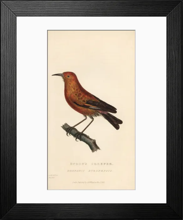 Framed Print : Apapane or Hawaiian honeycreeper, Himatione sanguinea Framed Print : Apapane or Hawaiian honeycreeper, Himatione sanguinea