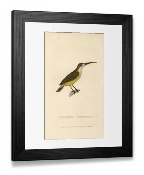 Framed Print : Lotens sunbird, female, Cinnyris lotenius Framed Print : Lotens sunbird, female, Cinnyris lotenius