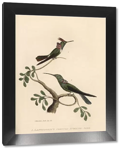 Langsdorffs hummingbirds