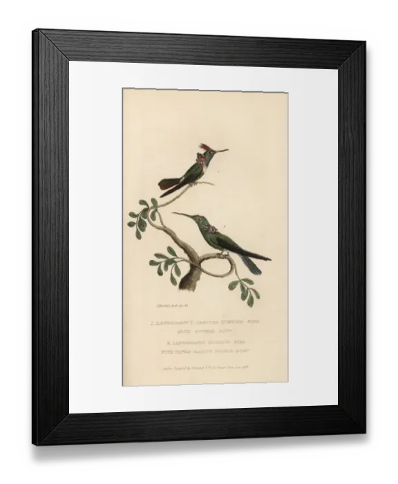 Framed Print : Langsdorffs hummingbirds Framed Print : Langsdorffs hummingbirds