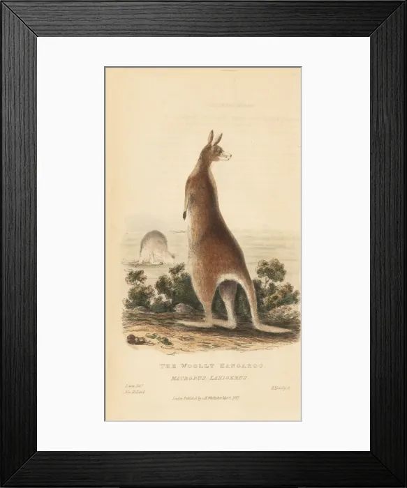 Framed Print : Red kangaroo, Macropus rufus Framed Print : Red kangaroo, Macropus rufus