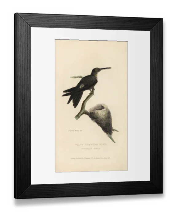 Framed Print : Giant hummingbird, Patagona gigas Framed Print : Giant hummingbird, Patagona gigas
