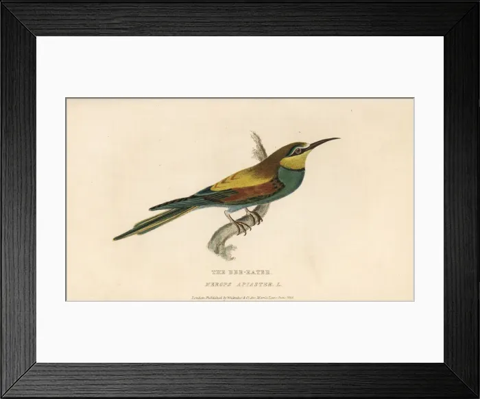 Framed Print : European bee-eater, Merops apiaster Framed Print : European bee-eater, Merops apiaster