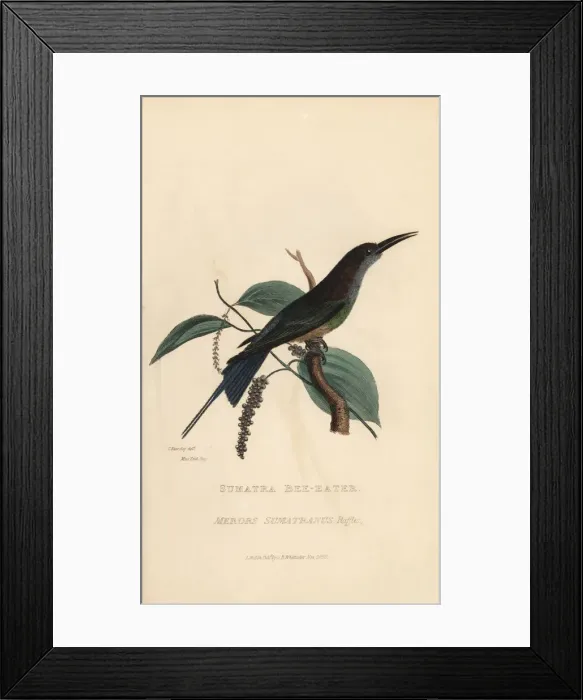Framed Print : Blue-throated bee-eater, Merops viridis viridis Framed Print : Blue-throated bee-eater, Merops viridis viridis