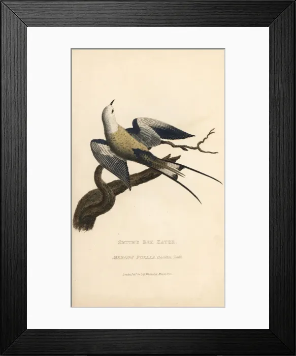 Framed Print : Smiths bee-eater, Merops puella Framed Print : Smiths bee-eater, Merops puella