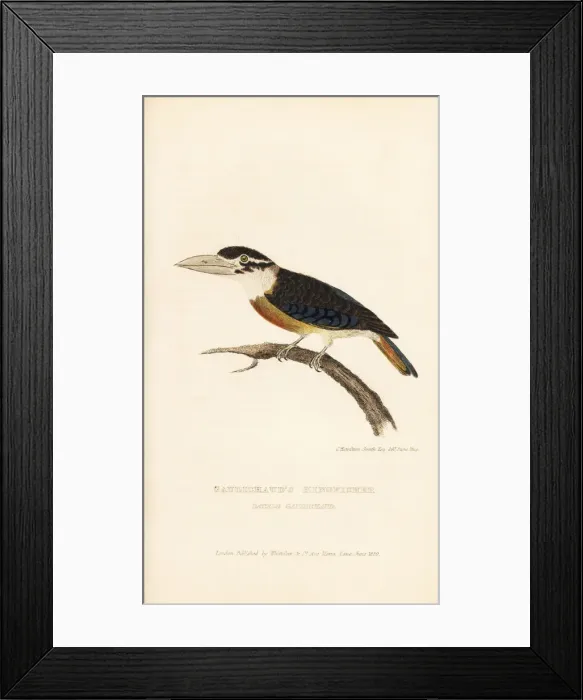 Framed Print : Rufous-bellied kookaburra, Dacelo gaudichaud Framed Print : Rufous-bellied kookaburra, Dacelo gaudichaud