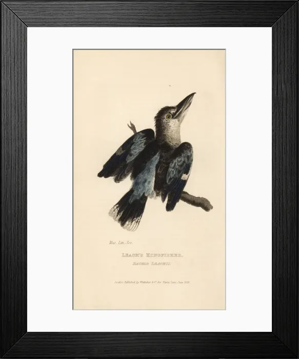 Framed Print : Blue-winged kookaburra, Dacelo leachii Framed Print : Blue-winged kookaburra, Dacelo leachii