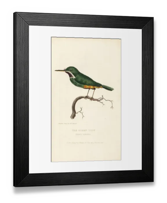 Framed Print : Jamaican tody, Todus todus Framed Print : Jamaican tody, Todus todus
