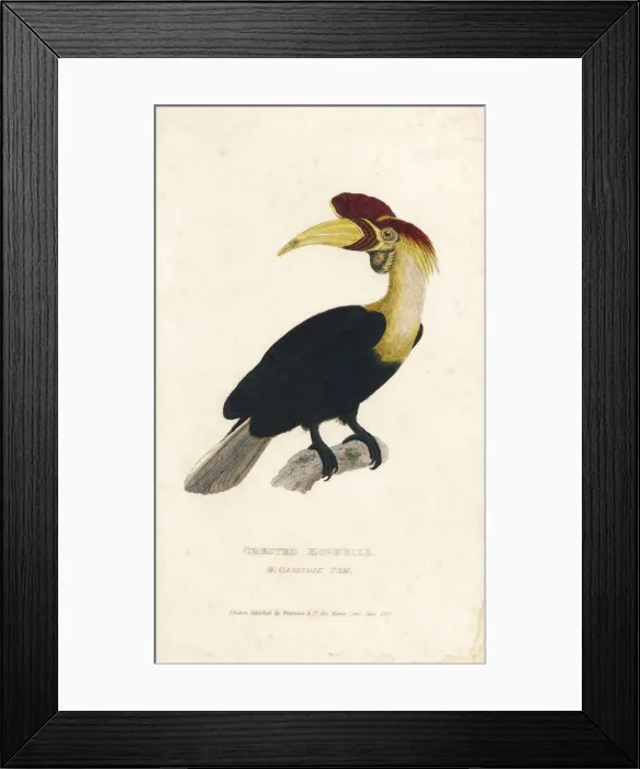 Framed Print : Knobbed hornbill, Aceros cassidix. Vulnerable Framed Print : Knobbed hornbill, Aceros cassidix. Vulnerable
