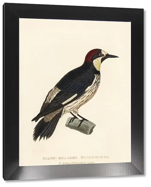 Acorn woodpecker, Melanerpes formicivorus