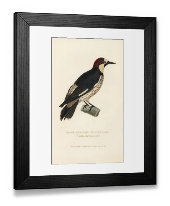 Framed Print : Acorn woodpecker, Melanerpes formicivorus Framed Print : Acorn woodpecker, Melanerpes formicivorus