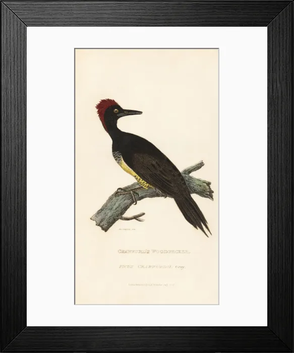 Framed Print : White-bellied woodpecker, Dryocopus javensis Framed Print : White-bellied woodpecker, Dryocopus javensis