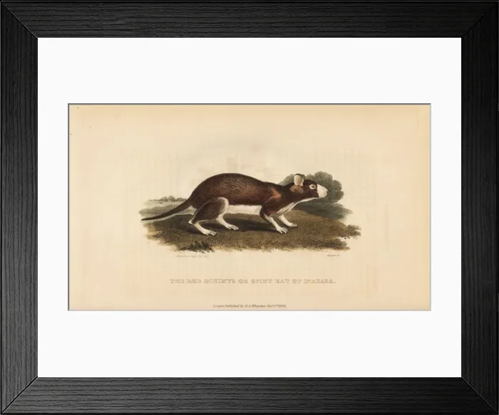 Framed Print : Cayenne spiny rat, Proechimys guyannensis Framed Print : Cayenne spiny rat, Proechimys guyannensis