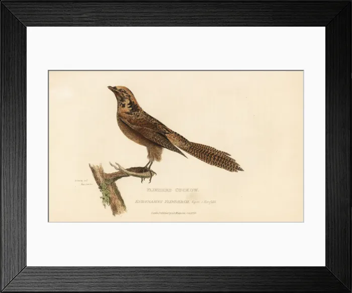 Framed Print : Pacific koel, Eudynamys orientalis Framed Print : Pacific koel, Eudynamys orientalis