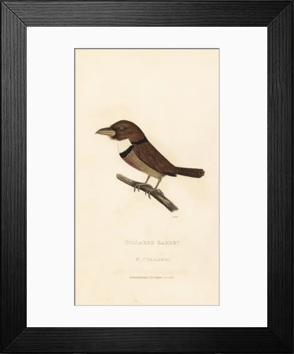 Framed Print : Collared puffbird, Bucco capensis Framed Print : Collared puffbird, Bucco capensis