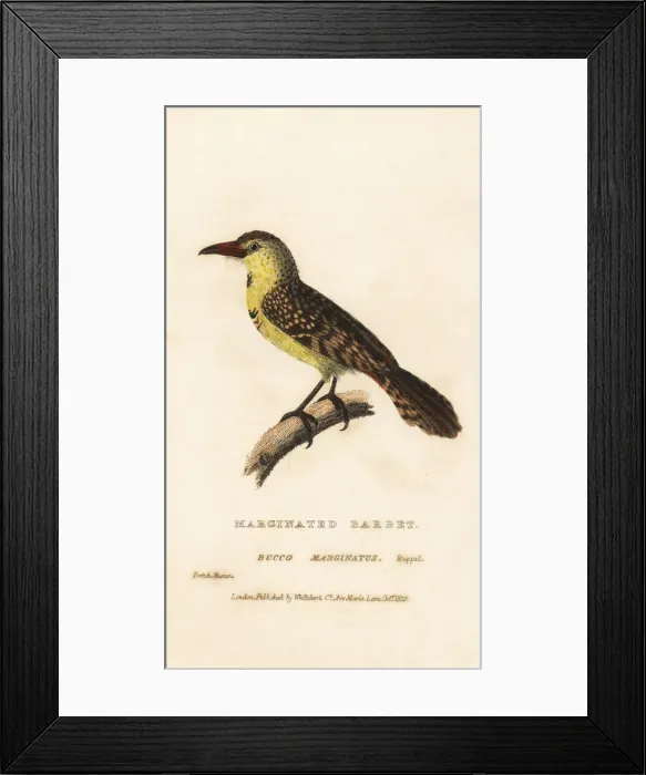 Framed Print : Yellow-breasted barbet, Trachyphonus margaritatus Framed Print : Yellow-breasted barbet, Trachyphonus margaritatus