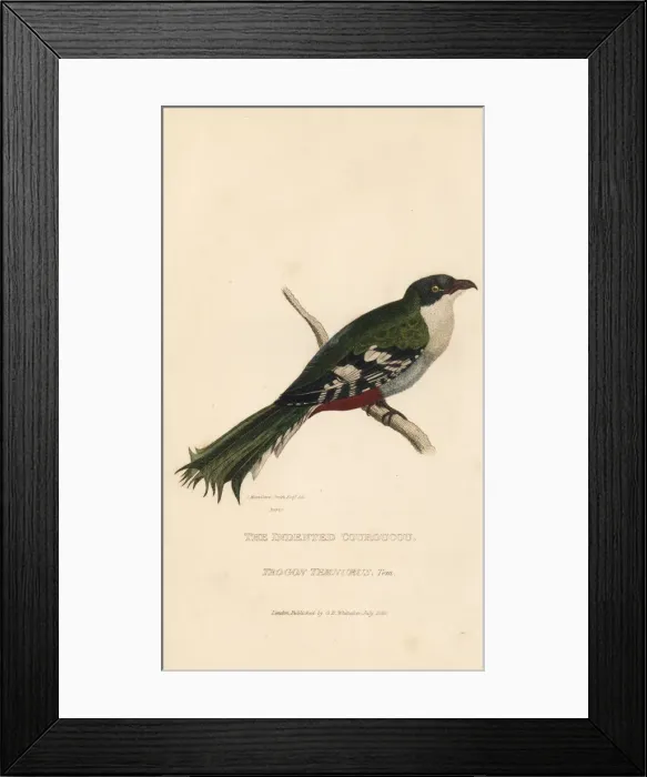 Framed Print : Cuban trogon or tocororo, Priotelus temnurus Framed Print : Cuban trogon or tocororo, Priotelus temnurus
