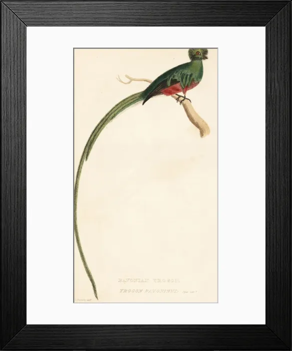 Framed Print : Resplendent quetzal, Pharomachrus mocinno Framed Print : Resplendent quetzal, Pharomachrus mocinno