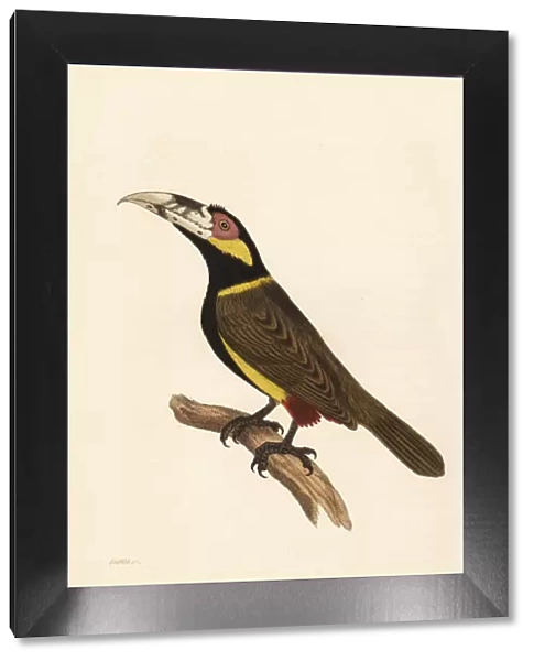 Golden-collared toucanet, Selenidera reinwardtii
