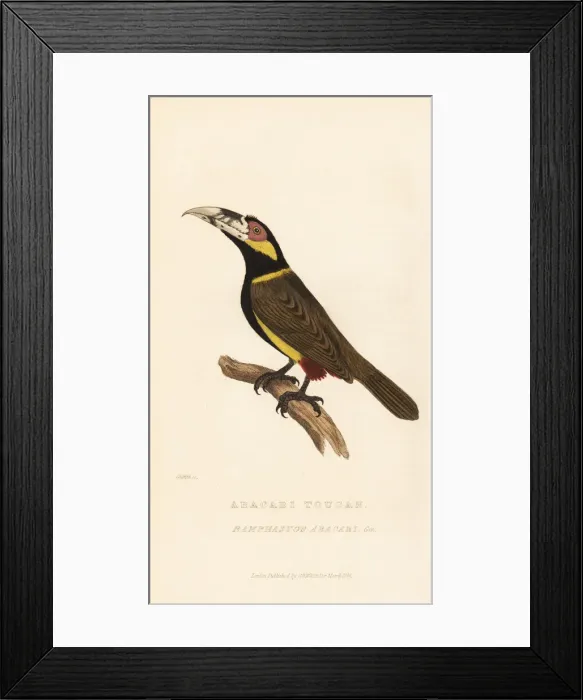 Framed Print : Golden-collared toucanet, Selenidera reinwardtii Framed Print : Golden-collared toucanet, Selenidera reinwardtii